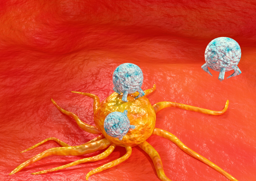 Cancer Being Attached by Immune Cells