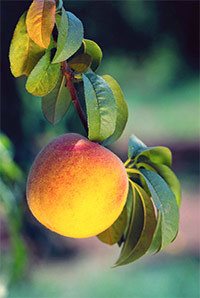 Laetrile is found in peach pits.